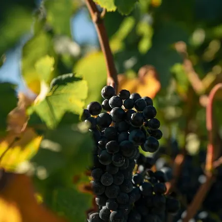 Chateau Leboscq, Medoc *